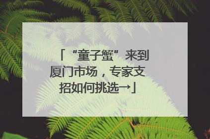 “童子蟹”来到厦门市场，专家支招如何挑选→
