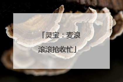 灵宝：麦浪滚滚抢收忙
