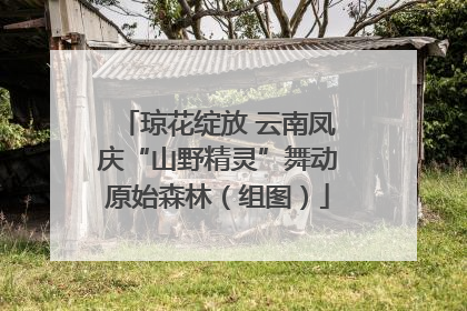 琼花绽放 云南凤庆“山野精灵”舞动原始森林（组图）