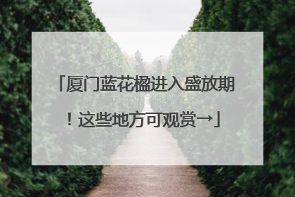 厦门蓝花楹进入盛放期！这些地方可观赏→