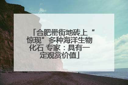 合肥罍街地砖上“惊现”多种海洋生物化石 专家：具有一定观赏价值