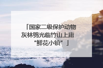 国家二级保护动物灰林鸮光临竹山上庸“鲜花小镇”