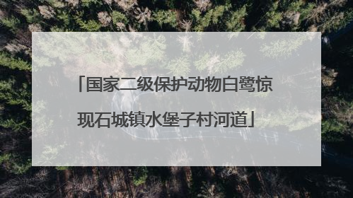 国家二级保护动物白鹭惊现石城镇水堡子村河道
