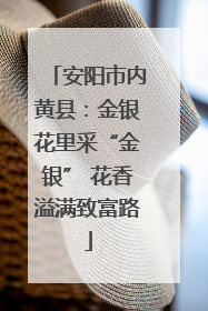 安阳市内黄县：金银花里采“金银” 花香溢满致富路