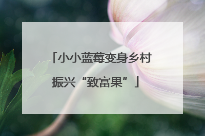 小小蓝莓变身乡村振兴“致富果”