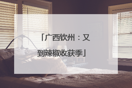 广西钦州：又到辣椒收获季