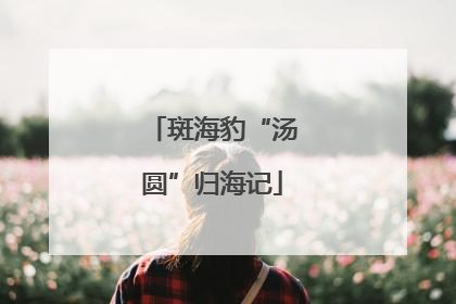 斑海豹“汤圆”归海记