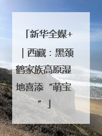 新华全媒+｜西藏：黑颈鹤家族高原湿地喜添“萌宝”