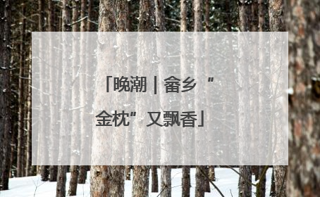 晚潮｜畲乡“金枕”又飘香