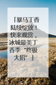 暴马丁香陆续绽放！快来观赏，冰城最美丁香季“终极大招”
