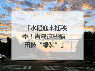 水稻迎来插秧季！青岛这些稻田披“绿装”