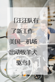 汪汪队有了新工作 美国一机场出动牧羊犬驱鸟