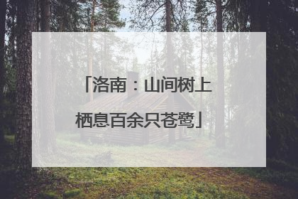 洛南：山间树上栖息百余只苍鹭