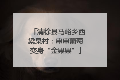清徐县马峪乡西梁泉村：串串葡萄变身“金果果”