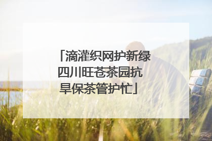 滴灌织网护新绿 四川旺苍茶园抗旱保茶管护忙