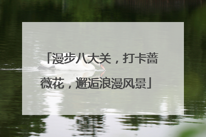 漫步八大关，打卡蔷薇花，邂逅浪漫风景