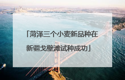 菏泽三个小麦新品种在新疆戈壁滩试种成功