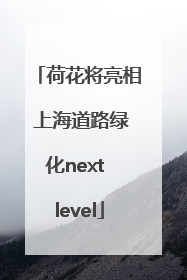 荷花将亮相 上海道路绿化next level