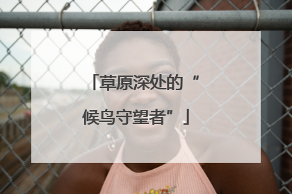 草原深处的“候鸟守望者”
