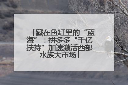 藏在鱼缸里的“蓝海”：拼多多“千亿扶持”加速激活西部水族大市场