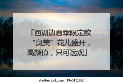 西湖边夏季限定款“臭美”花儿盛开，高颜值，只可远观