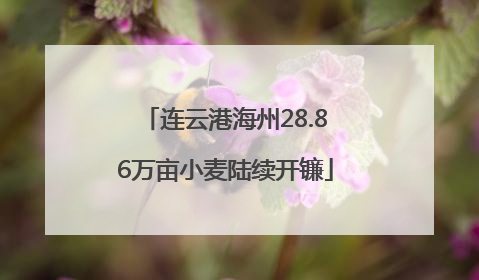 连云港海州28.86万亩小麦陆续开镰