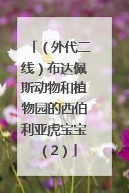 （外代二线）布达佩斯动物和植物园的西伯利亚虎宝宝（2）